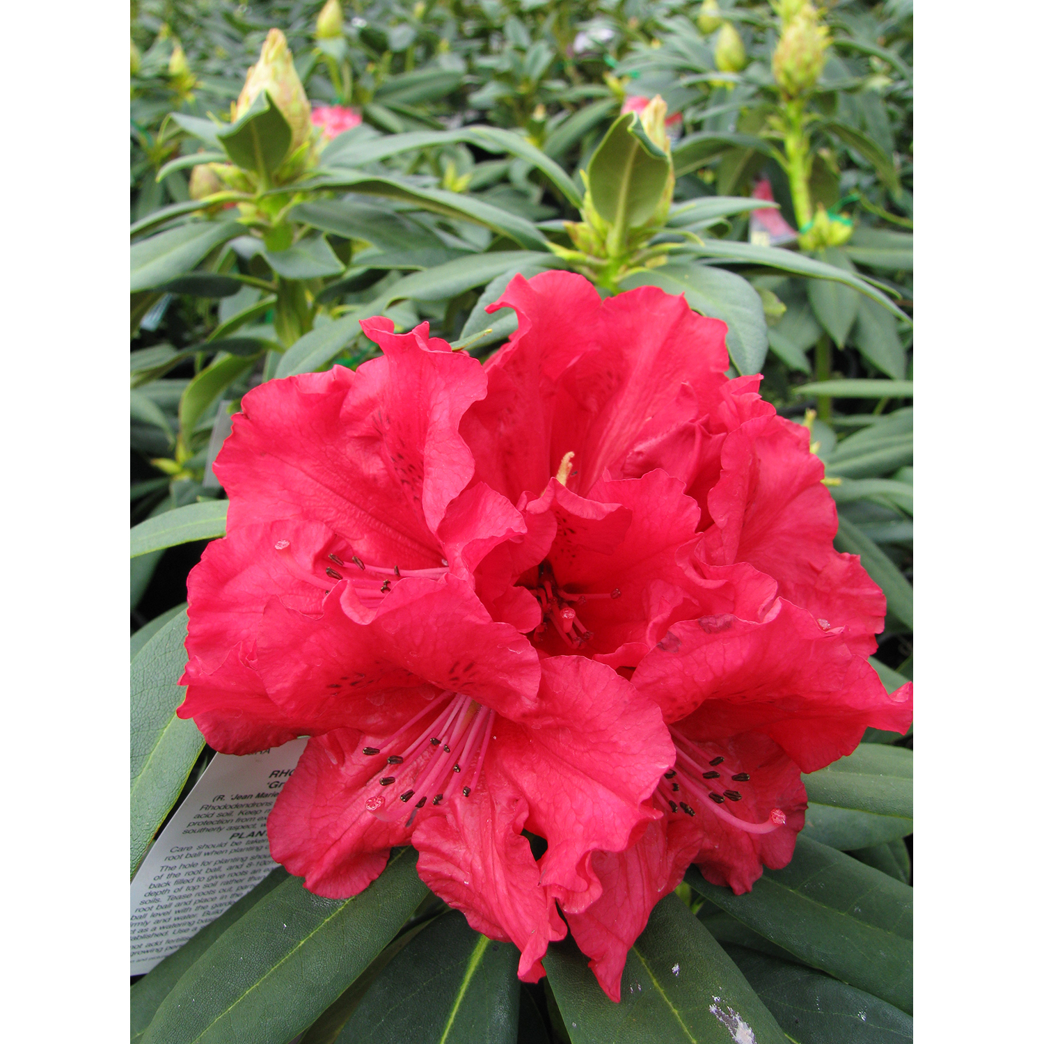 Rhododendron 'Grace Seabrook'