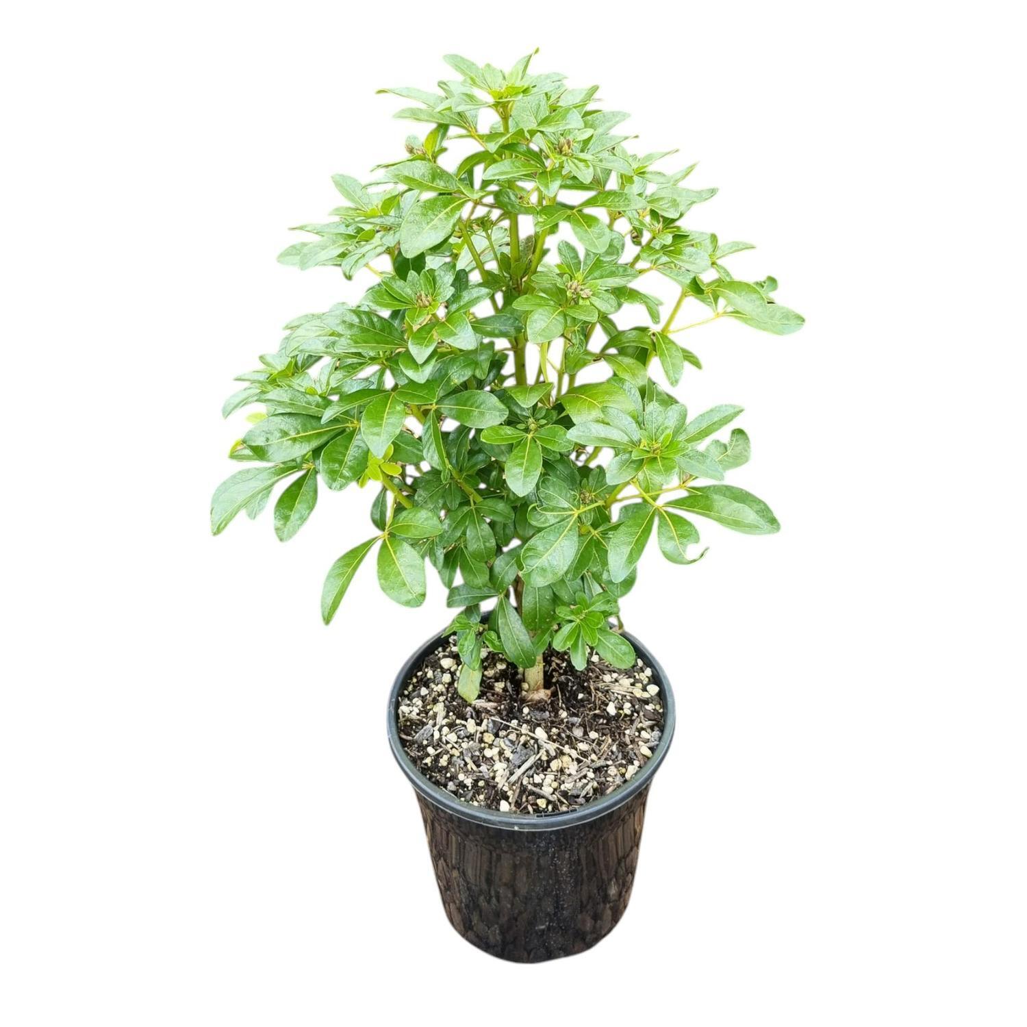Choisya Ternata 4L