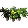 Indoor Foliage Mix Assorted 17cm