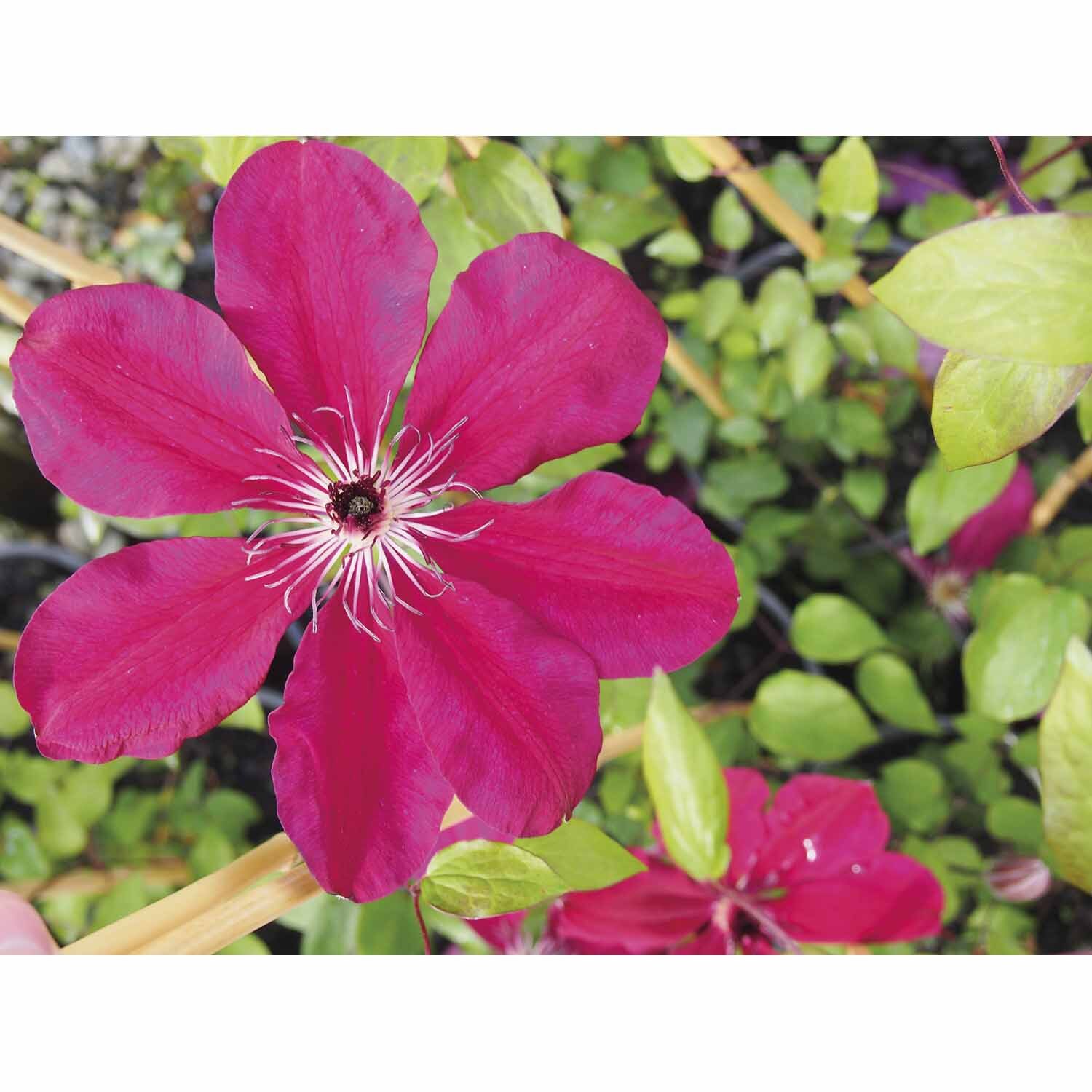 Clematis Allanah