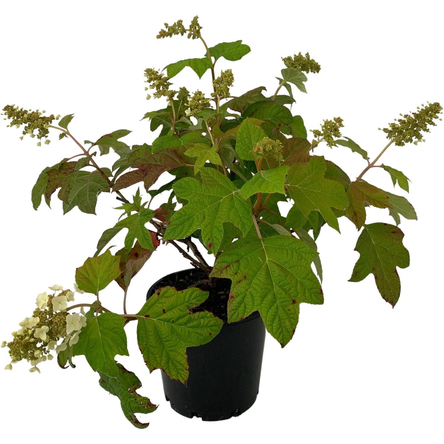 Hydrangea Quercifolia