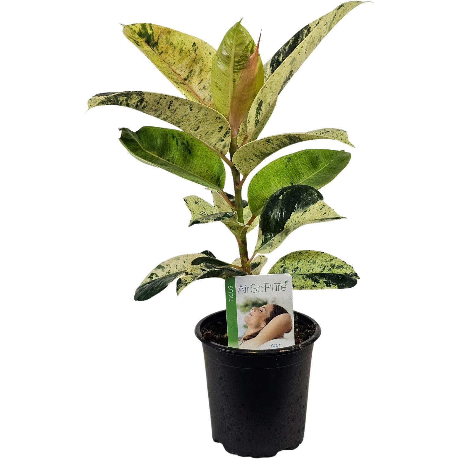 Ficus Shivereana