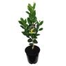 Lemonade Tree, Dwarf