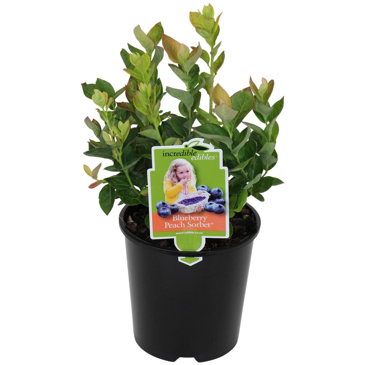 Blueberry Peach Sorbet® 1.9L
