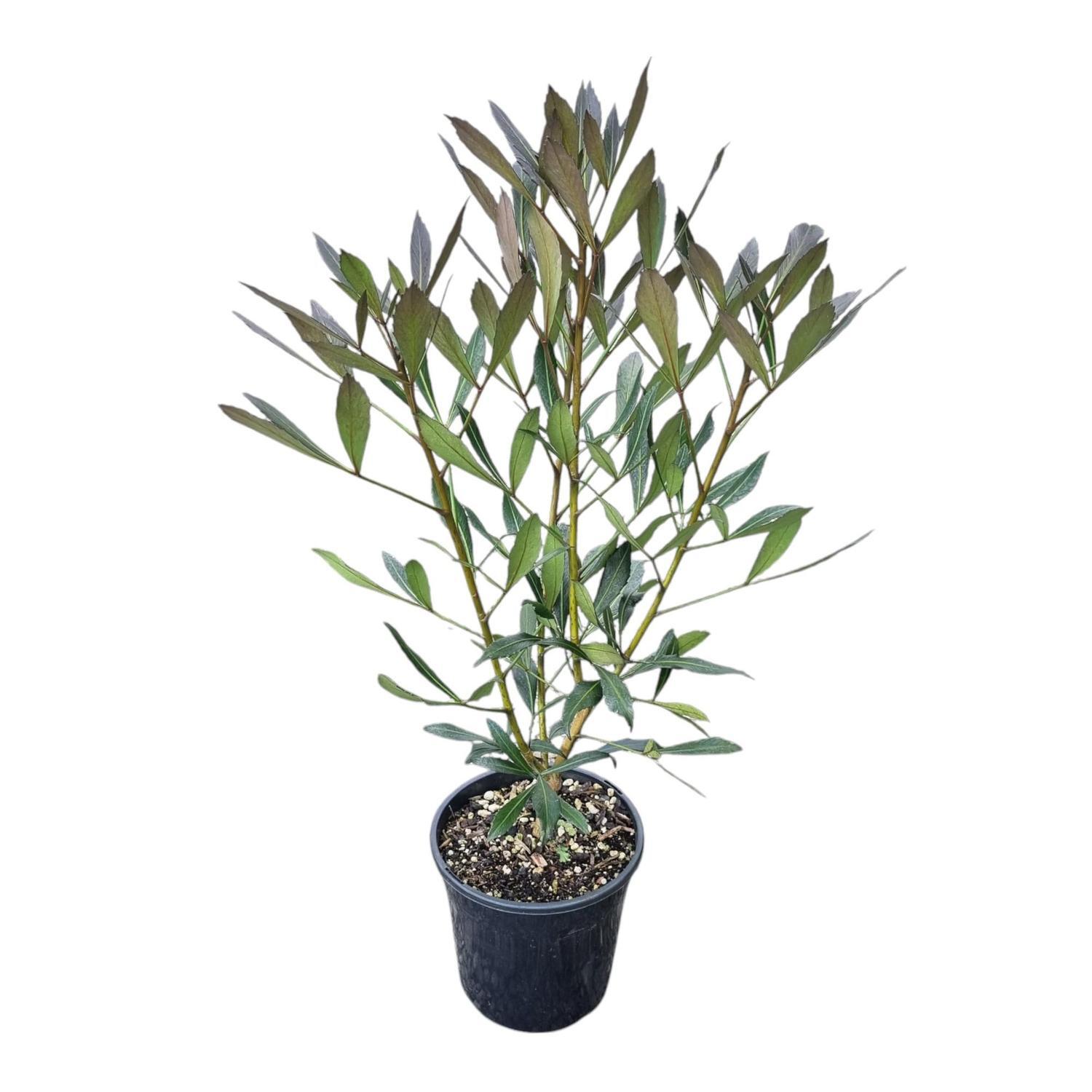 Pseudopanax Dark Star 4L