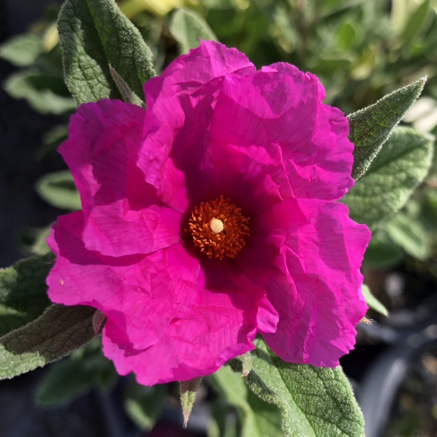 Cistus Sunset 1.5 Litre Magenta Pink