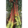 Tomato Rapunzel Premium 100mm