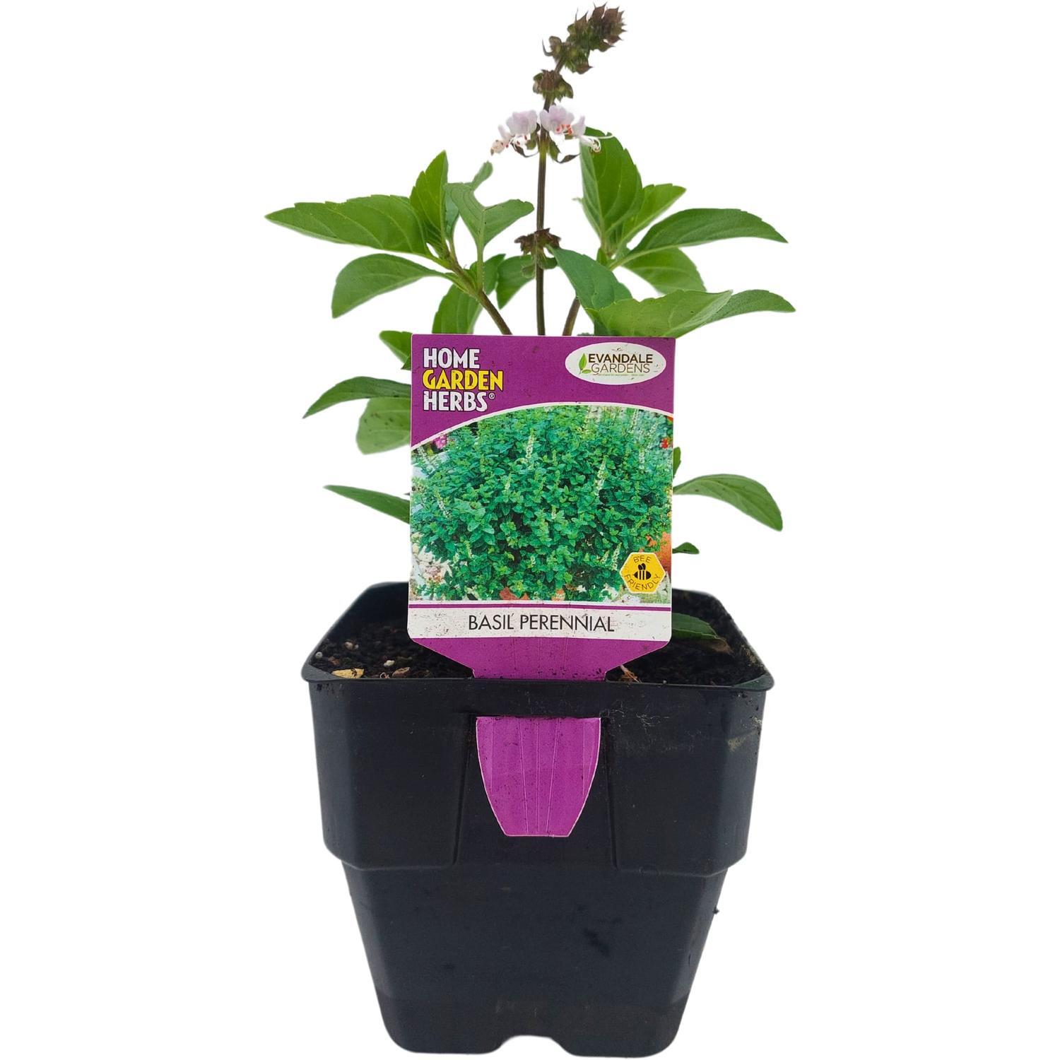 Basil Perennial
