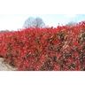 Photinia glabra 'Red Robin'