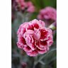 Dianthus Sugar Plum