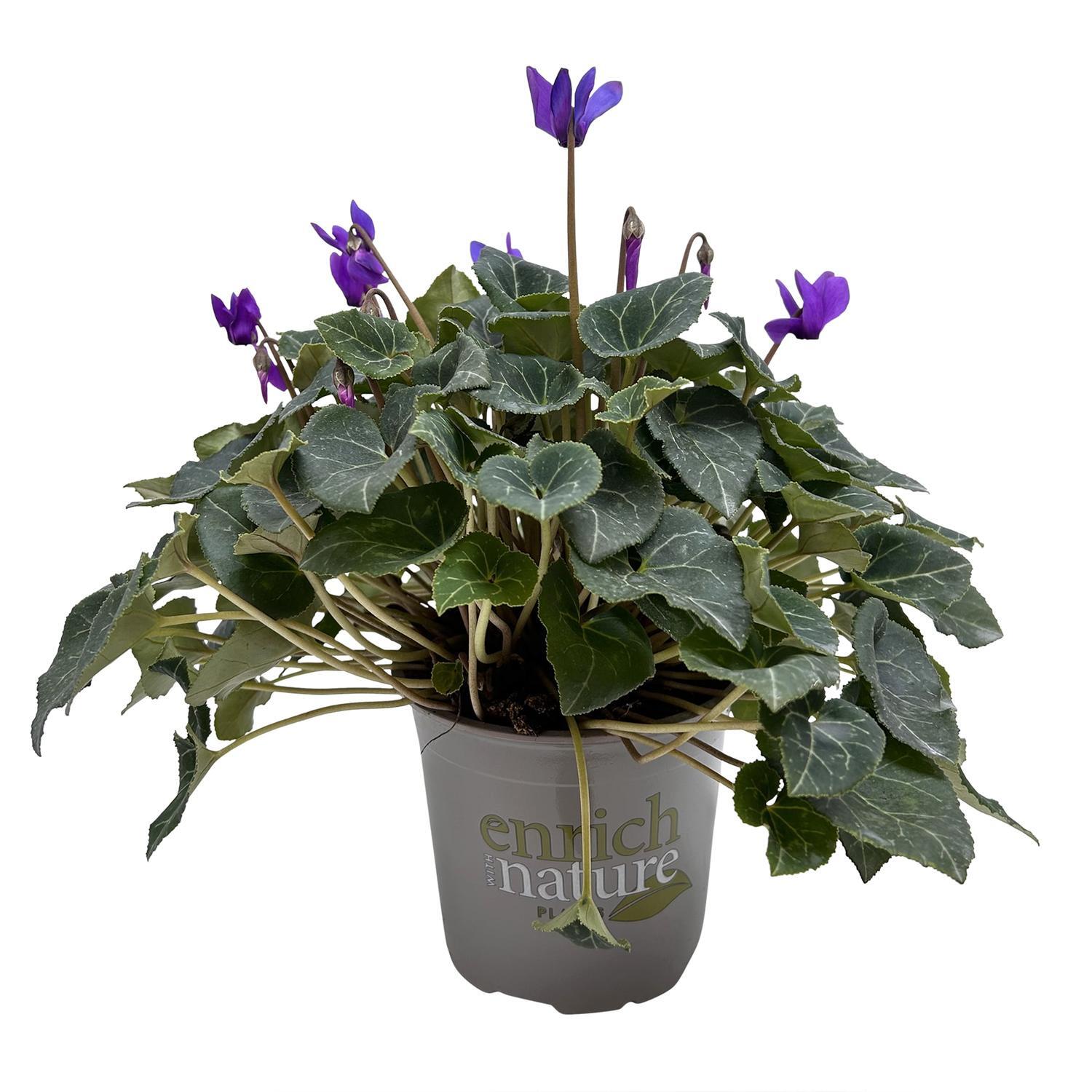Cyclamen Dragon Blue 13cm