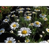 Federation Daisy Sultans Pride