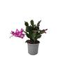 Zygo Cactus 10.5cm