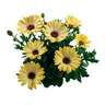 Osteospermum Margarita