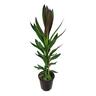 Cordyline Showoff 3.3L