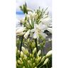 Agapanthus Snowball