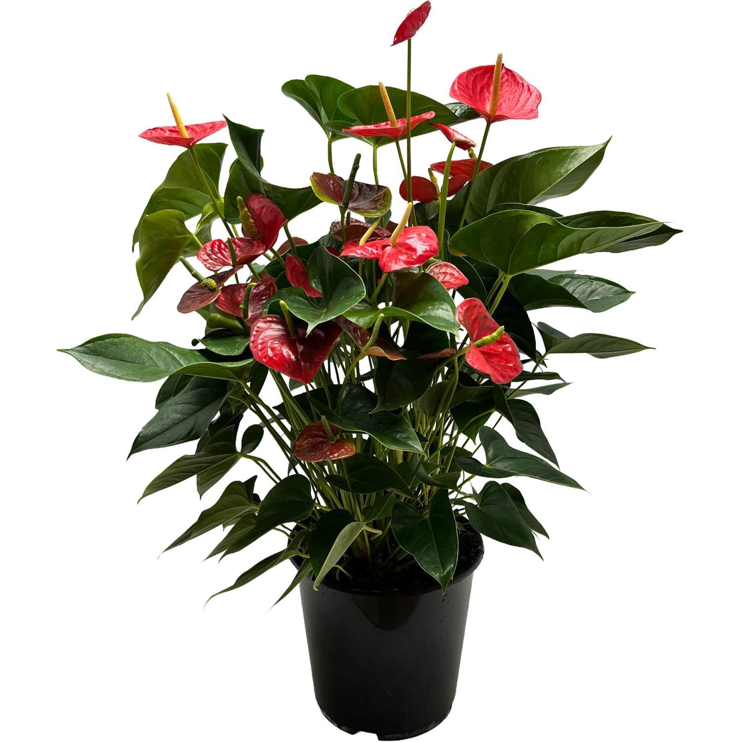 Anthurium Red Winner  6 litre