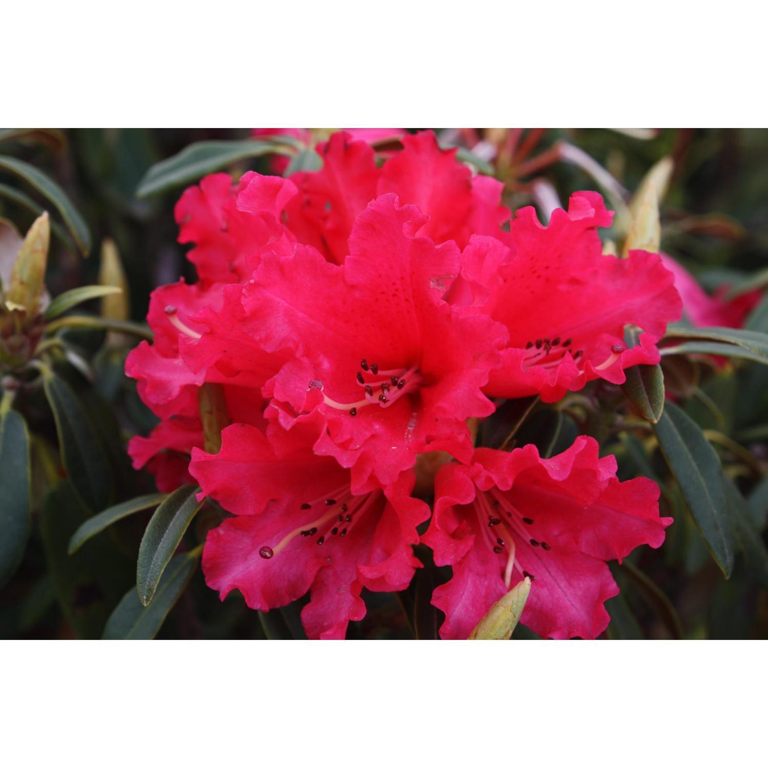 Rhododendron Huntington