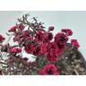 Leptospermum Burgundy Queen