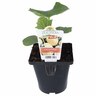 Cucumber Apple 10cm