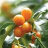 Citrus Kumquat Meiwa