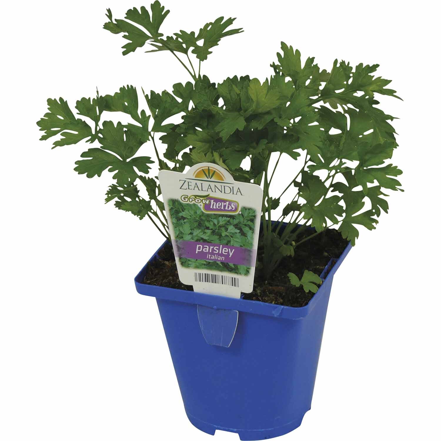 Parsley Italian
