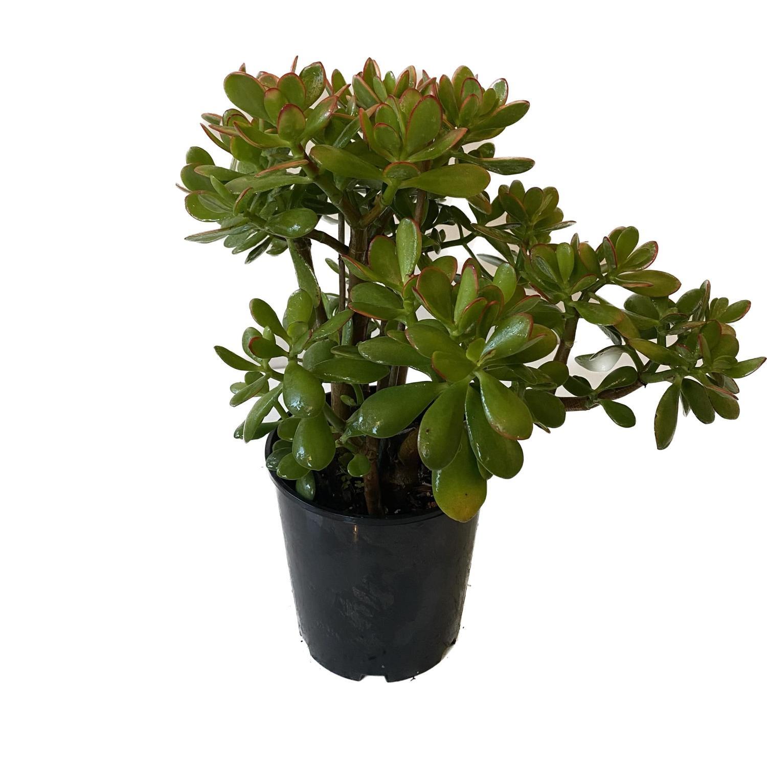 Crassula Argentea 20cm