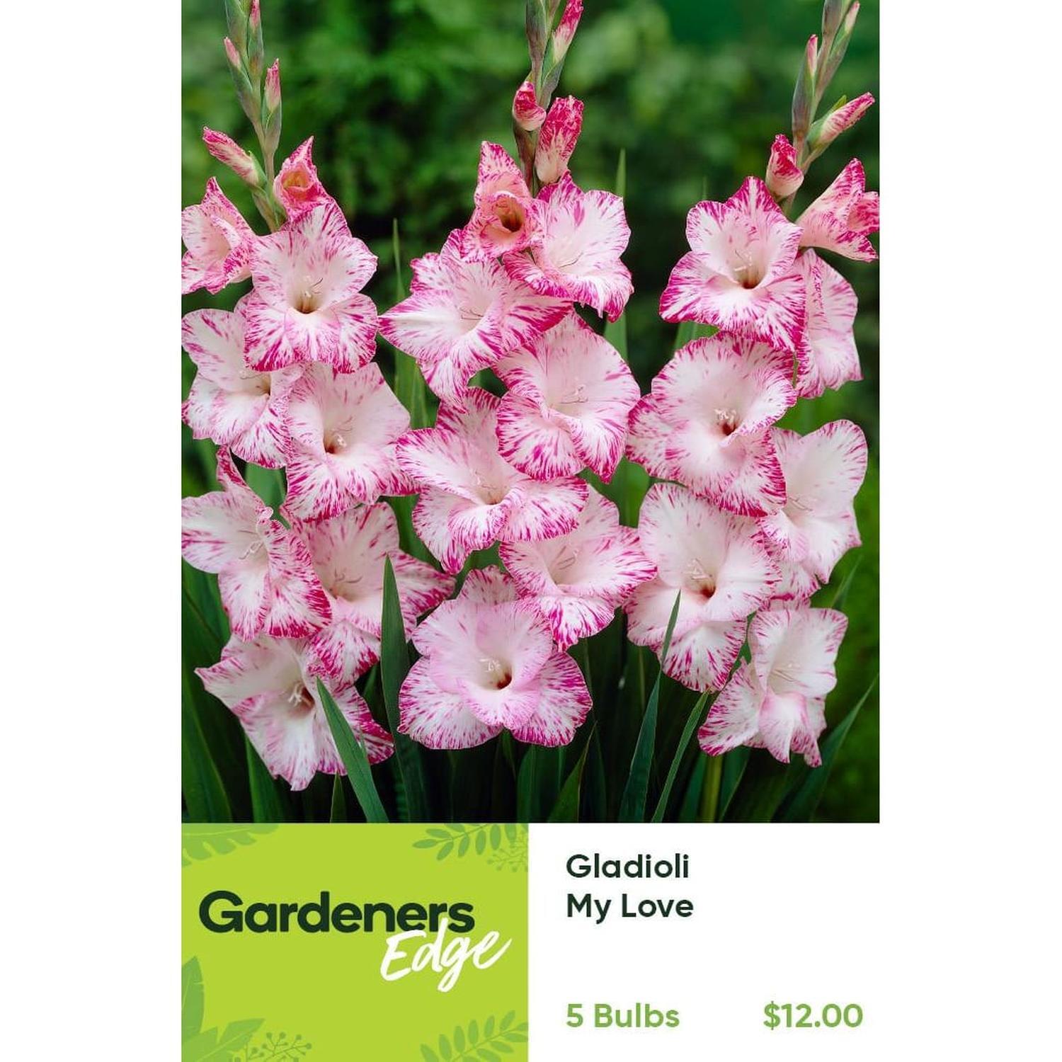 Gladioli My Love Pack of 5