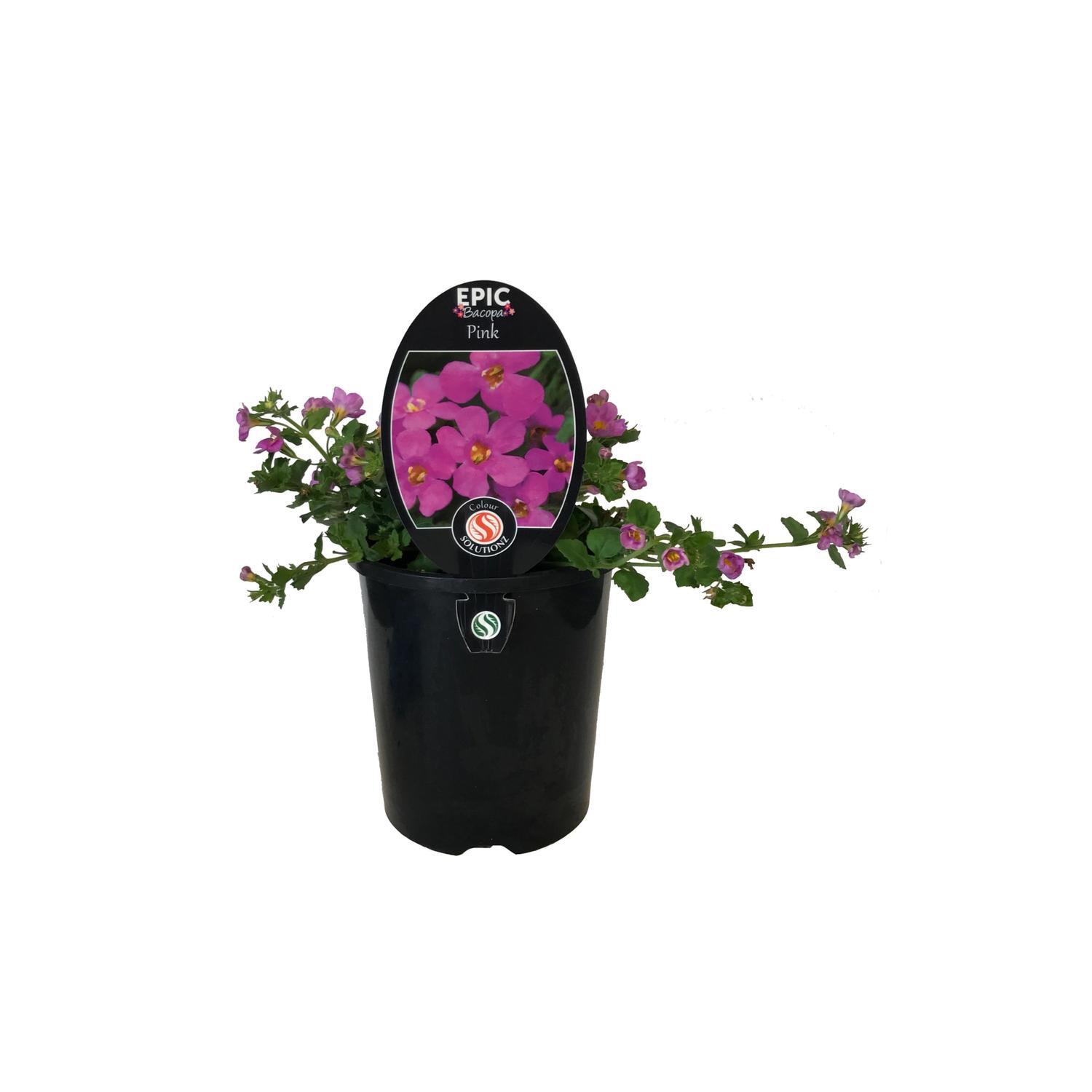 Bacopa Epic Pink
