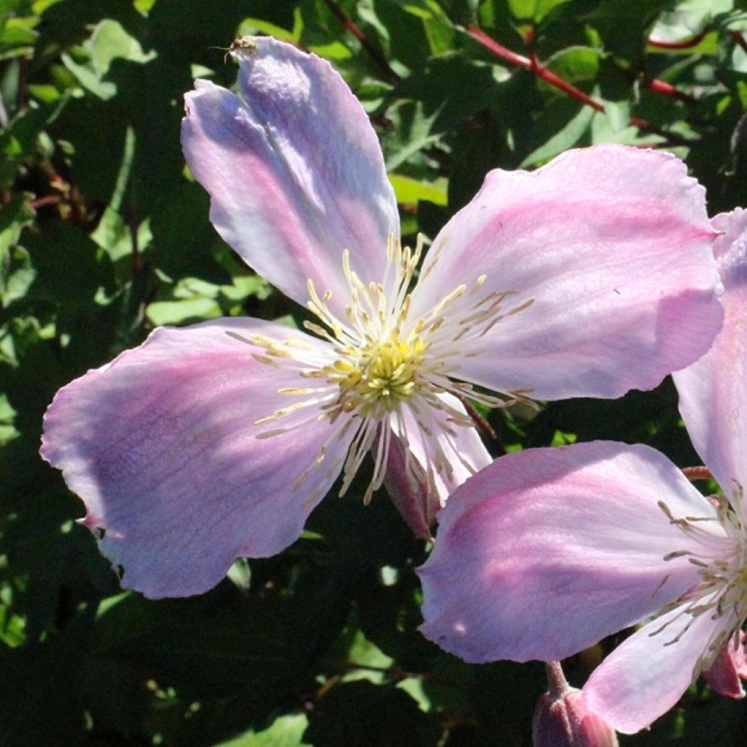 Clematis Pink Giant Star