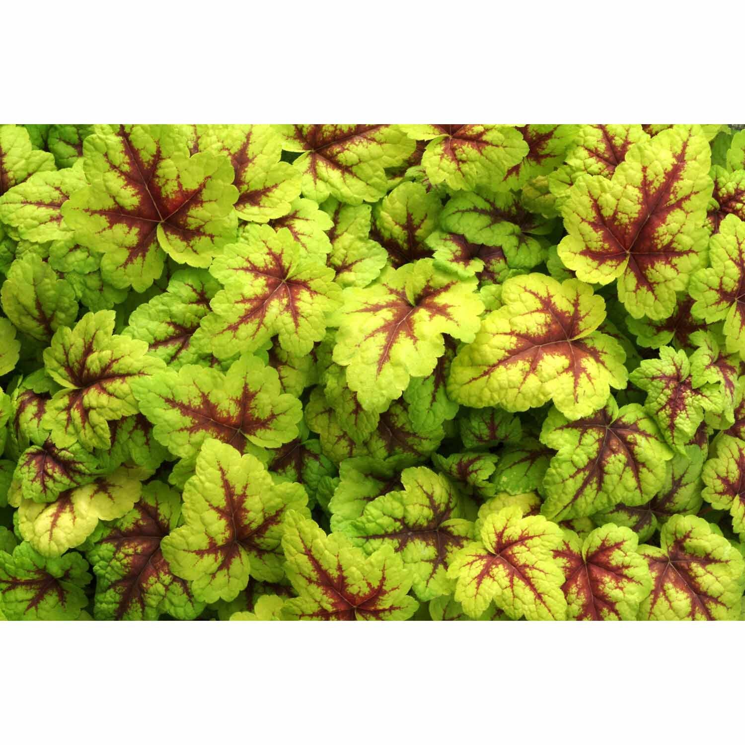 Heucherella 'Spotlight'