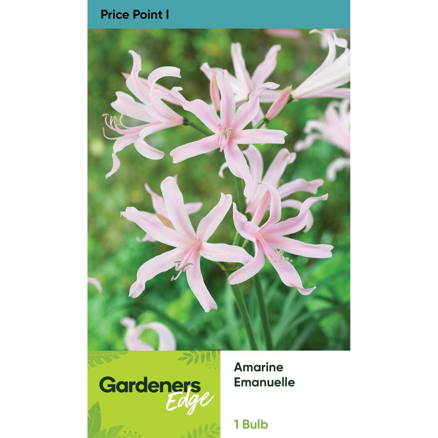 Amarine Emanuelle Pack of 1