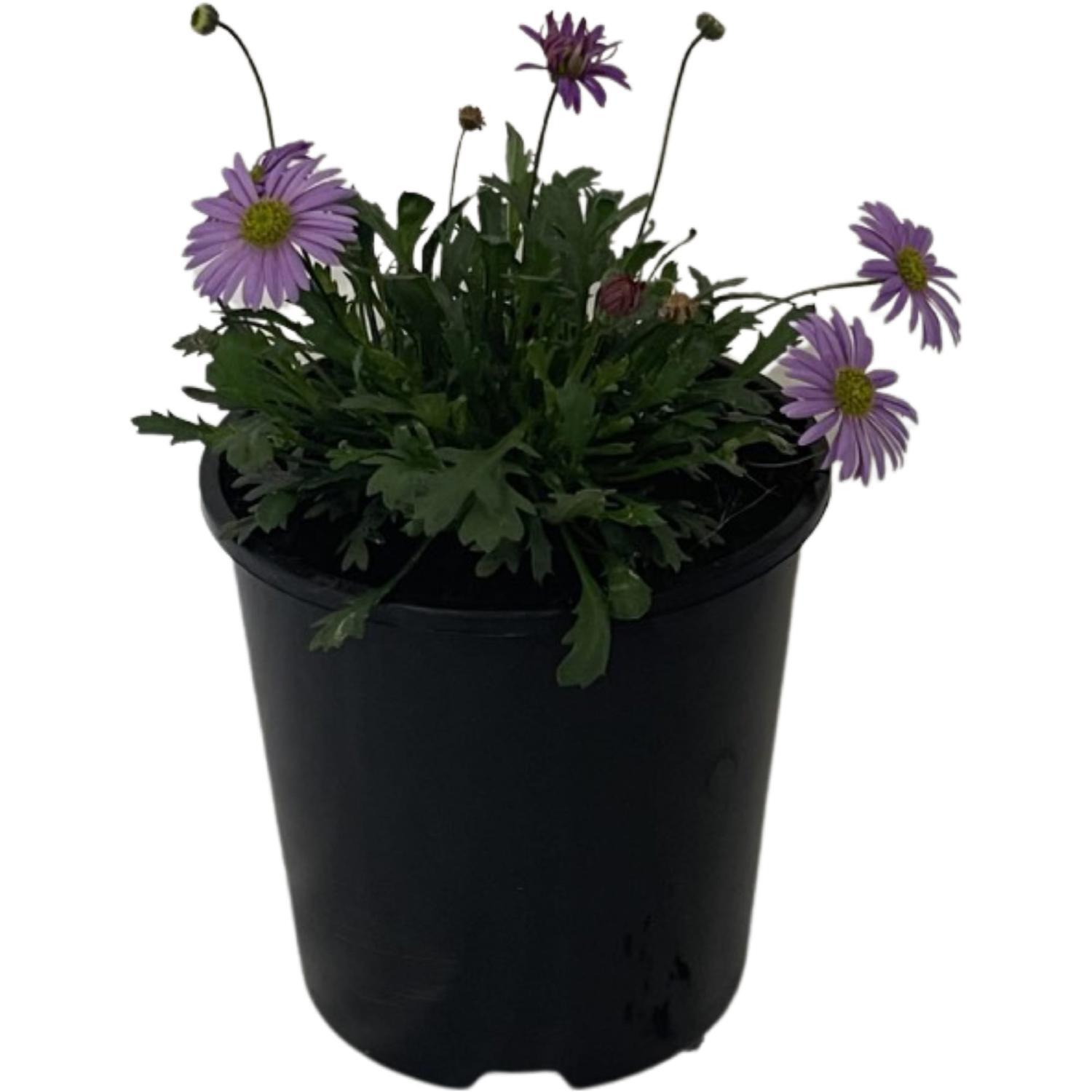 Brachysome Brasco Purple