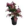 Pieris Valley Valentine