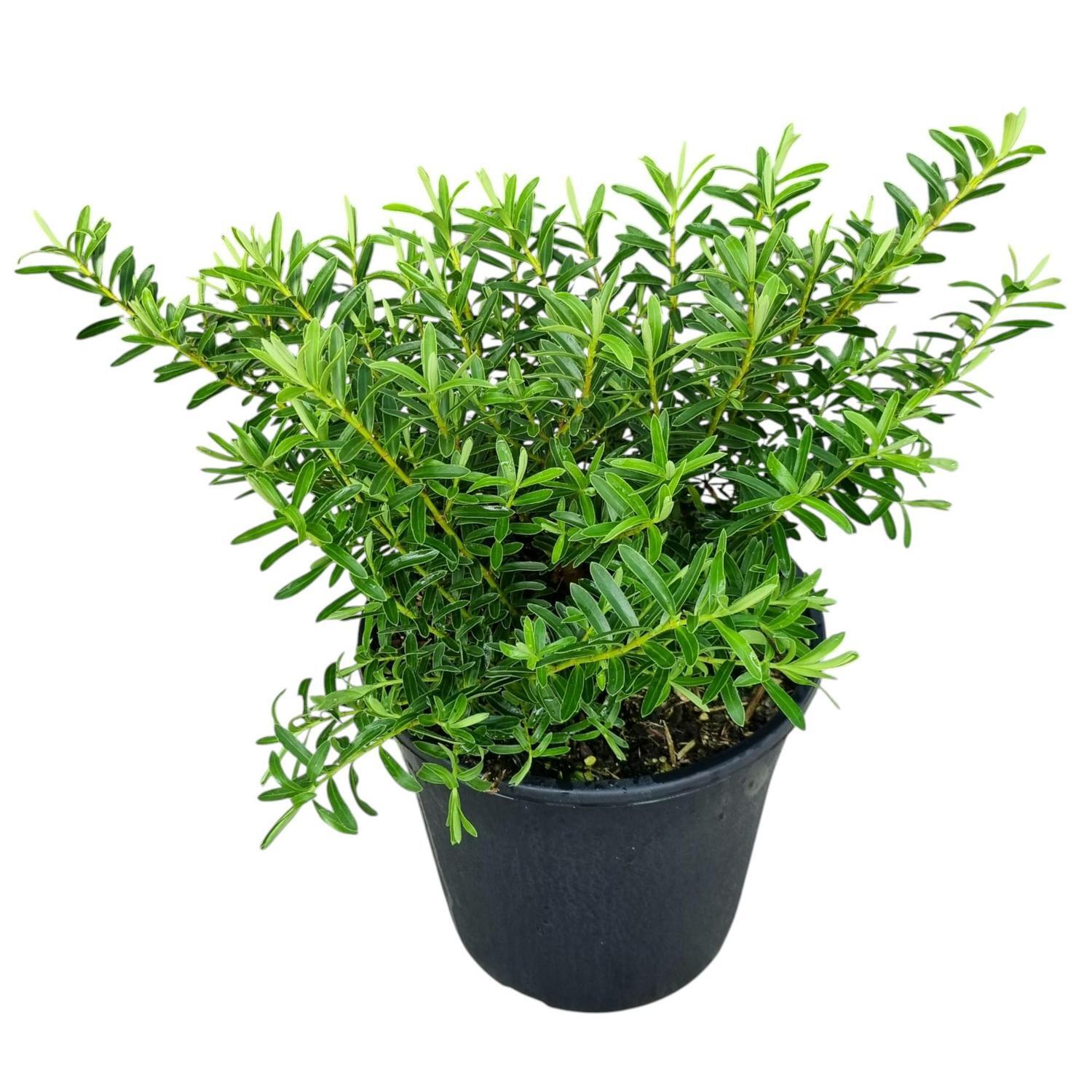 Hebe Garden Beauty 4L