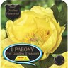 Paeony Itoh 'Garden Treasure'