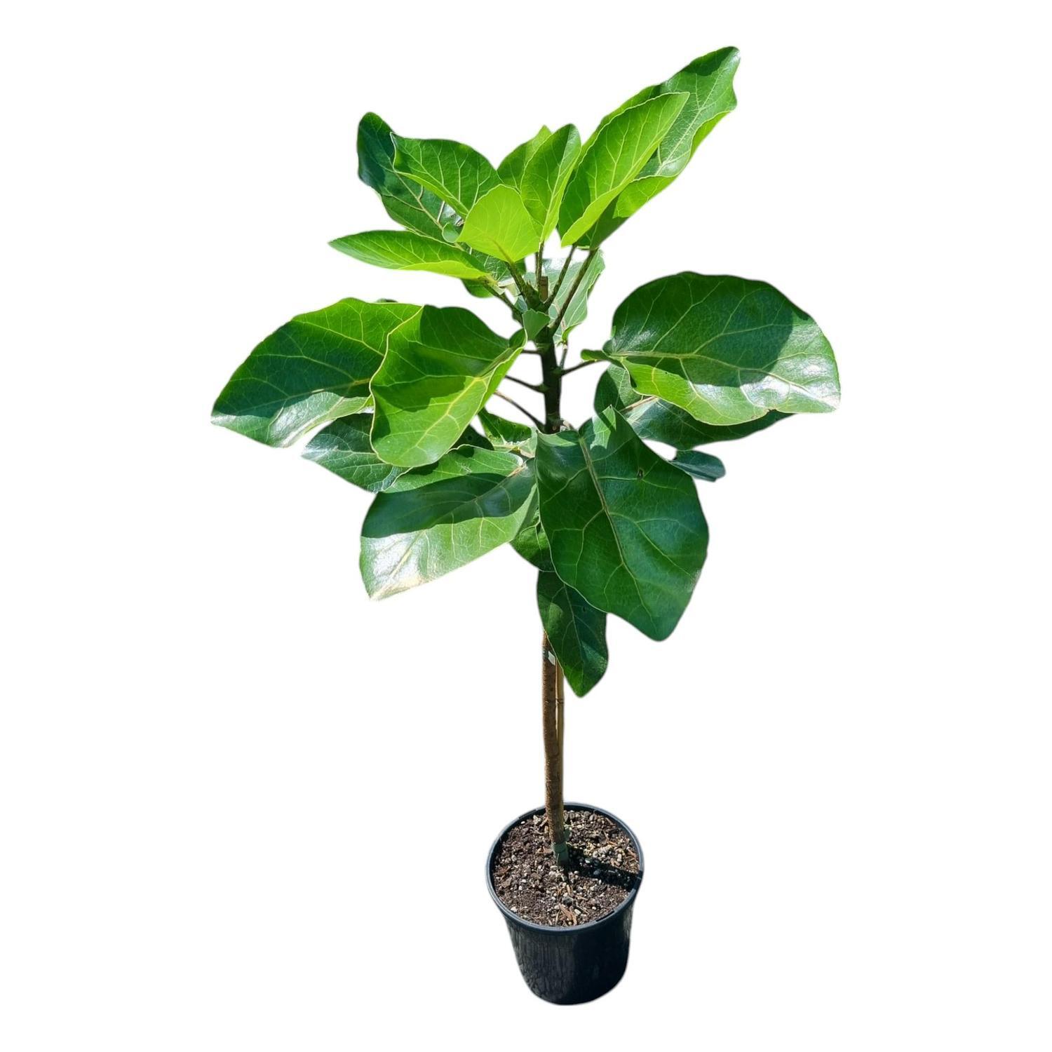 Meryta Sinclairii 'Puka'  4L