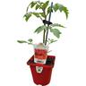 Tomato Berry Tom 10cm
