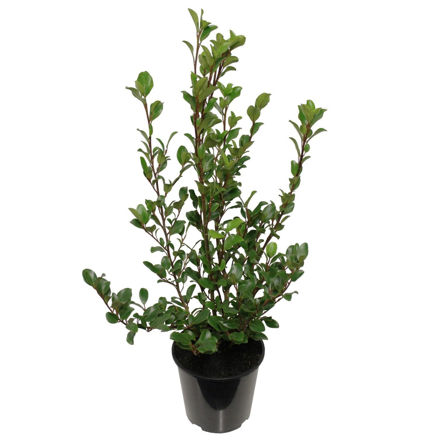 Griselinia Canterbury 6L
