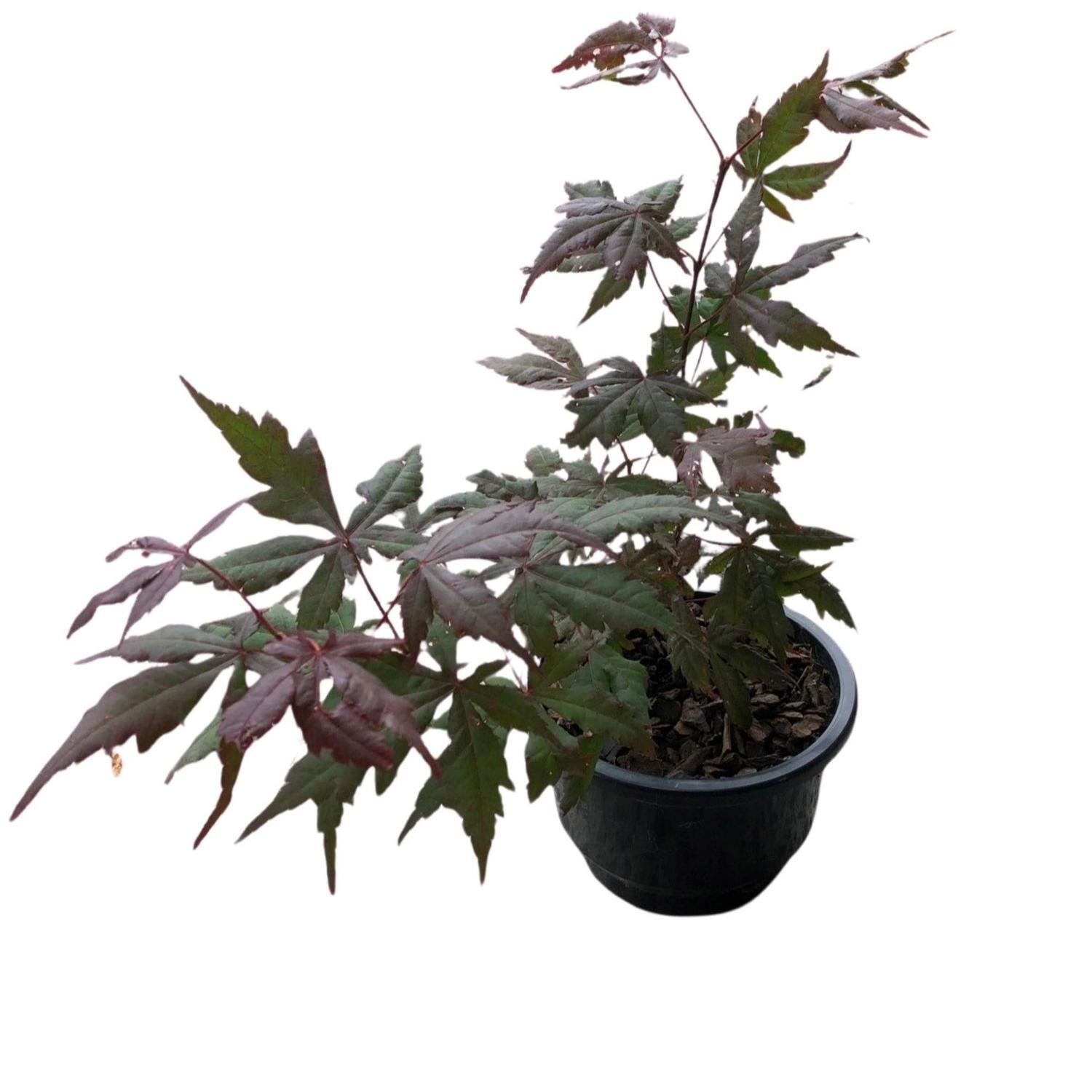 Acer Okagami  13cm