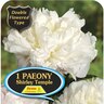 Paeony Double 'Shirley Temple'