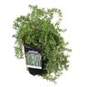 Rosemary Lockwood de Forest