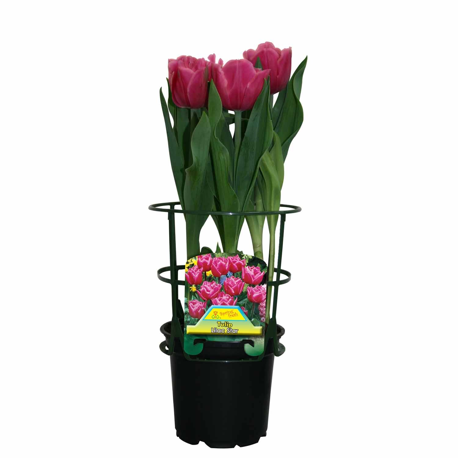 Potted Tulip ' Lilac Star'
