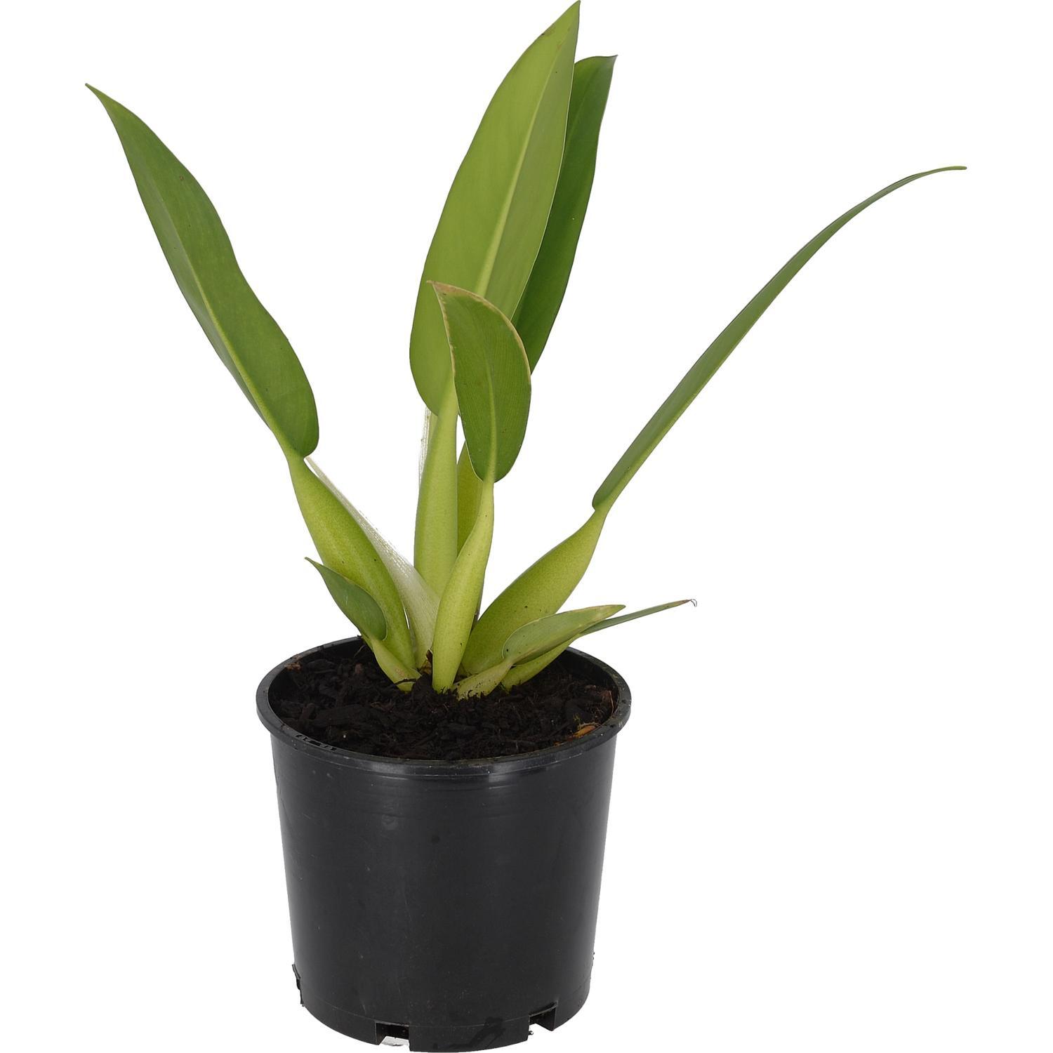 Philodendron Martianum