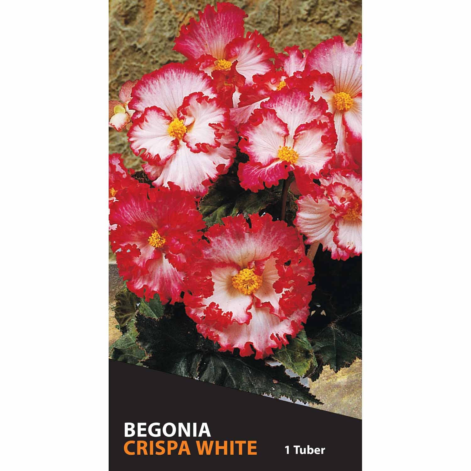 Begonia Crispa