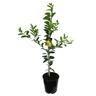 Limequat Eustis