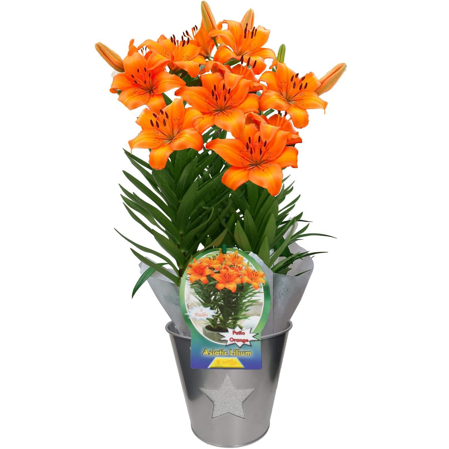 Lily Asiatic Orange Triple Dressed