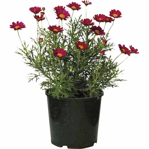 Federation  Daisy Starlight Red