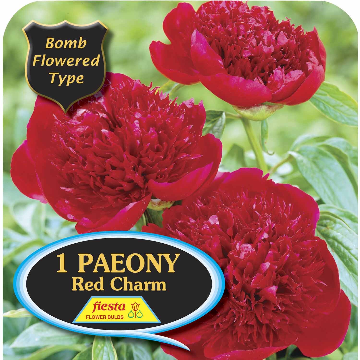 Paeony Bomb 'Red Charm'