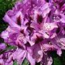 Rhododendron 'Bumblebee'